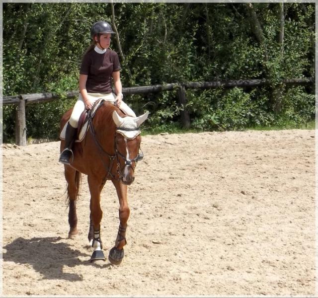 Rose Coignière - Jument Selle français section B 6 ans Alezane
