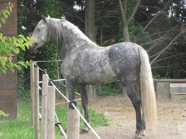 El Dorado - Mâle Pur-Race Espagnol 11 ans Gris pommelé