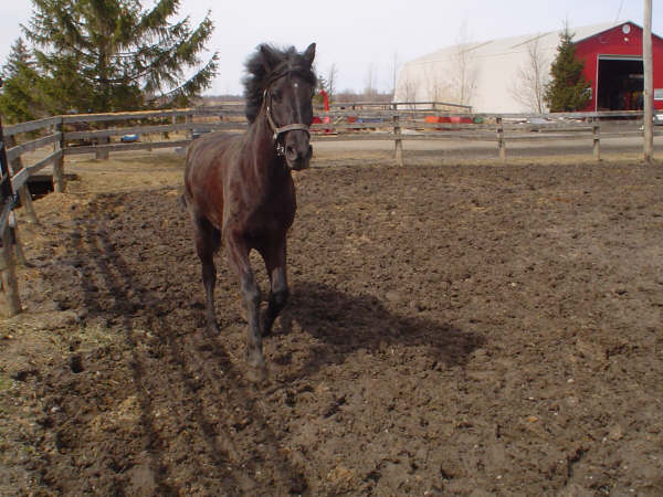 Mai - Femelle Canadien 5 ans Noire (dark brown)