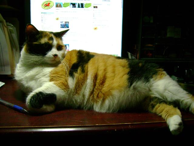Cara - Femelle chat domestique 15 ans Calico