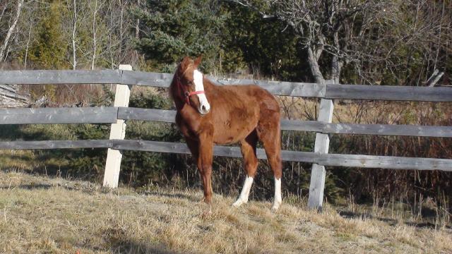Malyka Dream - Femelle Quarter Horse 1 an Sorel