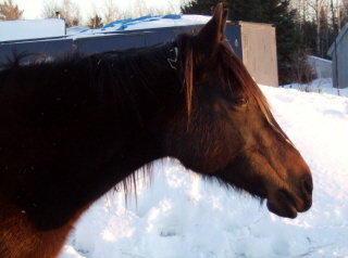 Miss Nikita - Femelle QH X arabe 18 ans Bai foncé