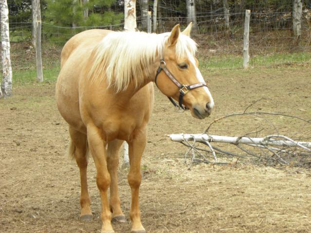 Fanny Renegade - Femelle Paint horse  11 ans palomino