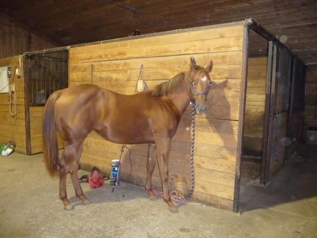 Sweet Shadow Breeze ou Chanel pour les intimes - Jument quarter horse 1 an sorel