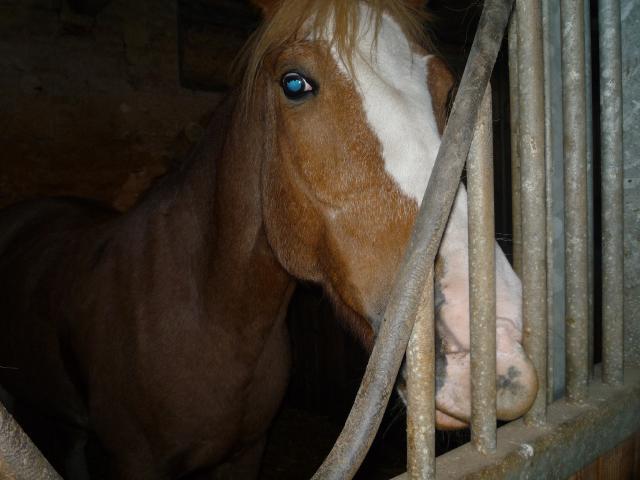 Lisette (elle et a mon club) =( - Femelle Franche Montagne 13 ans Baie clairs tache ( étoile ) (balzane )