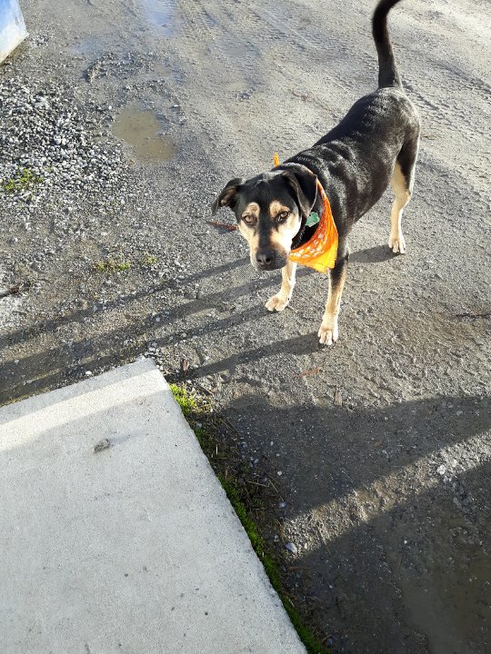 Kenaï ( m.ki ) - Mâle Pitbull x rott 5 ans Noir et beige