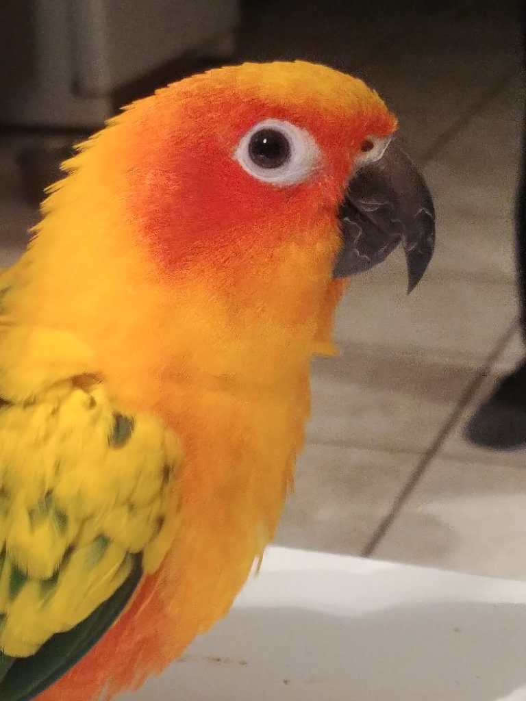 Soleil -  Conure Soleil 1 an Jaune et vert