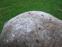 Frost ma jument a le même marking que ton cheval    pour le roan j'hésiterait car la robe appaloosa peut porter a confuion   

PS : si je me...