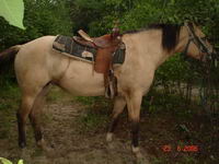 c,es un cheval de couleur isabelle( comem palomino) mais avec la crini&egrave;re et la queue noir (ou fonc&eacute;).. c'est spirit!! et demi cheval bien c,est un...