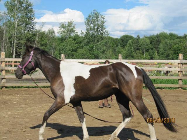 #2- Un cheval qui travaille en creusant le dos.