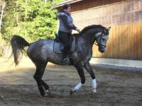Je l'ai aussi au galop... La photo a été prise dans une drôle de position, mais bon!