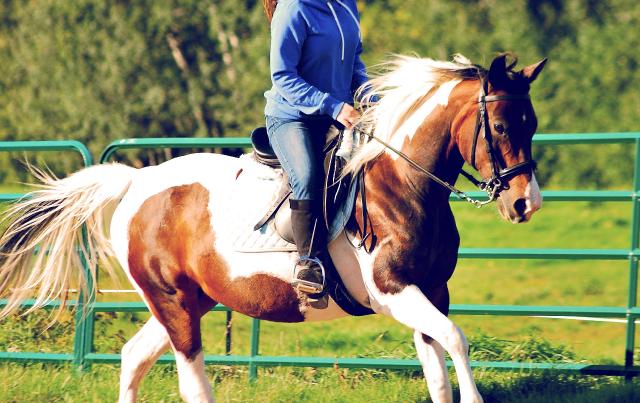 Je suis emplement daccord avec toi si tu savais ! Un cheval a besoin detre dehors cest naturel! A mon écurie ma jument est a lexterieur 24h/24h 7 jours sur 7...