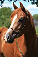 andy tu as tellement raison. Ici personne ne veut payer pour de bons chevaux!
Moi je fais de l'&eacute;levage d'arabes et je vise une client&egrave;le canadienne,...