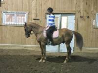 allo j'aimerais encore savoir    il a probablement du QH et quelque chose d'autre il mesure 14 m pile mais il a du cheval en lui c'est certain car...