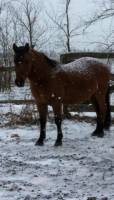 Taho est un quater horse croiser de 10 ans il mesure 13.2 mains sest un tres gentil poney avec beaucoup de carractere tres gentil si on lui demande...