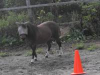 j'en est une autre aussi, Polie est une shetland de 15 ans elle mesure 9 mains sest un mini poney qui a peur des gens quelle ne connais pas mais...
