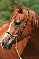 J'ai aim&eacute; un cheval il y a presque dix ans que je n'ai pas pu achet&eacute; et &ccedil;a m'a bris&eacute; le c�ur! Apr&egrave;s &ccedil;a j'ai eu un de ses poulains qui est mort tr&egrave;s...