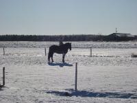 Salut, ma situation ressemble beaucoup &agrave; Steph-Anka! Je suis en GEEA en 2eme et mon cheval est chez mes parents &agrave; 2 h de chez moi.. Je travaille sur...