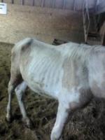 J,ai moi aussi suivi l'histoire, car viking a &eacute;t&eacute; adopt&eacute; un mois apr&egrave;s que j'ai adopter mon cheval. J'ai eu diego lorsqu'il avait 1 ans et demi- 2...