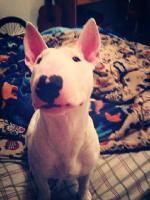 Moi j'ai un Bull Terrier, c'est un chien tr&egrave;s actif qui a besoin de BEAUCOUP d'exercice, je ne l'ai jamais amener avec des chevaux, mais je suis sur...