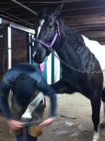 pasc.dub1 -> &Ccedil;a d&eacute;pend de chaque cheval et de ses besoins. Ma jument est au parage depuis qu'elle est n&eacute;e et elle a maintenant 6 ans. Aucune boiterie...
