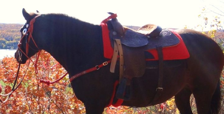 J'ai une selle de marque King Séries. la mienne est full quarter horse. Il y a juste le cuir qui craque c'est la seule chose que je n'aime pas sur ma selle...