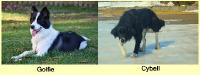 J'ai une border collie (Goofy ou Golfie) et une border collie crois&eacute; avec du golden (Cybell)     Ce sont des chiennes de ferme, elles sont toujours...