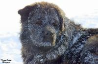 Moi mon chien  s'appel michka qui veut dire en russe petit ours et c'est un croisement de chowchow x st-bernard mais elle a un caracth&egrave;re de...
