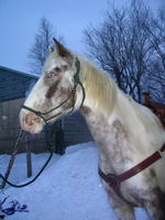 en tout cas moi elle ne mue pas pentoute ! tandis que les jument de mon amie des buckskins mue vraiment beaucoups !