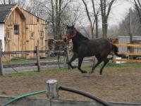 Nom du cheval:Crazy Nelly
Age:5ans
Race:standarbred croiser
Info: cette jument est exceptinelle plein d'energie et toujours a lecoute de son...