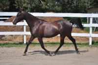 hehe Je vais essayer mon cheval!    

Tigger Black Champarabe est un pur sans arabe pur et enregistr&eacute;, n&eacute; ne 3 Avril 2001. Il mesure 14,2 et est...