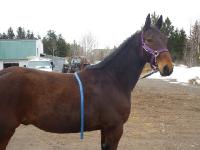 Mes chevaux de show sont dehors presque 365 jours par ann&eacute;e! et avec la crini&egrave;re coup&eacute; et tout le reste :P
Et il n'en vive pas plus mal!au d&eacute;but...