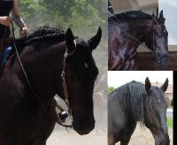 Moi je vais te montrer mon cheval, il avait la crini&egrave;re assez longue et pourtant c'est possible de faire voir l'encolure!