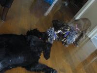 Quand il n'y a personne dans la maison, on met les deux chiens dans la m&ecirc;me cage. En fait, ma plus vieille dort toujours dans sa cage depuis qu'elle...