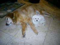Moi j'ai un golden de 7 ans et une bichon maltais de 4 ans. Je ne les ait jamais mis en cage ni l'un ni l'autre. Ils ne d&eacute;truisent rien dans la...