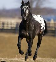 Savana
4 ans
Appaloosa
16 mains
Elle tres affectueuse, calme et douce
Méchante tete de cochon