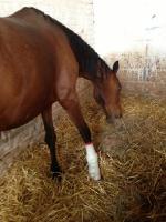 Bonjour, moi mon cheval a une grosse entorse a la terrier droit il doit donc rester 2 mois au boxe sans y sortir, le veto l'a pl&acirc;tr&eacute;. Vous trouve &ccedil;a...