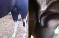 Hello , donc pour repondre a vos question , la jument n'est pas en contacte avec aucun poulain ni meme aucun jeunne cheval ,aucune chevre ou peu in...