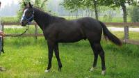 Les poulains ne grandissent pas tous pareilles et de ce que j'ai lu, les pouliches sont plus tardives.

J'ai 2 yearlings ici, un né le 19 mars...