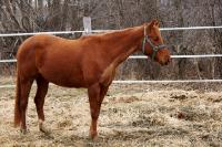 Bonjour
j'aimerais avoir votre &eacute;valuation sur ma jument &eacute;clypse.
-5 ans bient&ocirc;t
- trakehner / quarter/horse . (fille de ducati,...