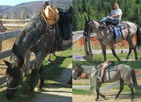 j'ai aimer tout les chevaux que j'ai poss&eacute;der dans ma vie mais j'avoue avoir un faible pour celui que j'ai en ce moment il est adorable et il change...