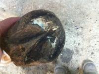 Je suis justement entrain de r&eacute;habiliter ma jument qui avait un probl&egrave;me de talons fuyants et de pince trop longue. En plus, son talon fuyait avec un...