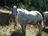 On a un cheval au ranch qui s'appele Frick Assez lollll