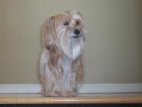 Et le chien de ma Grand-m&egrave;re Chiffon, C'est un croisement