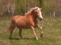 Ahah j'ai deja vecu ca, faire le tour du prés pendant 5-10 min parce que je trouve pas mon cheval ahah ca cest le paradis ils sont combien dans...
