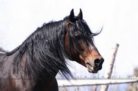 Nous &agrave; l'&eacute;curie on attend 1 poulain pour Juin, Avec Belle(QH/x) et Chanda Waiting Boy(QH).

*Dsl Anick j'ai prit ta photo sur ton site, je le...