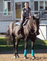 Mon Canadien percheron, 17mains 3 6 ans et demi!    Mon ptit bébé lala     On fait de la performance (équitation, obéissance aux...