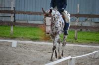 Les appaloosa   J'aime bien aussi les halfingers  

Je vous laisse sur une photo de mon appy lors de notre premier concours