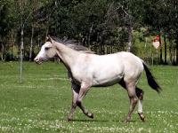 Le gris est un g&egrave;ne modificateur et &eacute;volutif. C'est &agrave; dire qu'il modifie la robe de base et &eacute;volue tout au long de la vie du cheval. Bien que chaque...