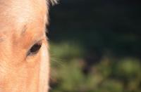 Voici une photo de ces yeux elle avais 8 mois